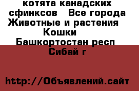 котята канадских сфинксов - Все города Животные и растения » Кошки   . Башкортостан респ.,Сибай г.